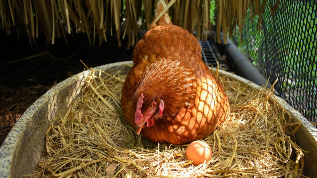 平飼い卵と親鳥