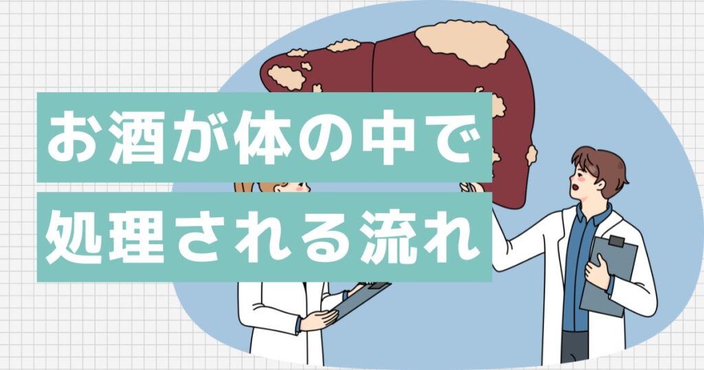 お酒が体の中で処理される流れ